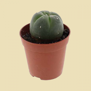 Cactus Peyote (Lophophora williamsii)