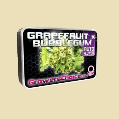 Grapefruit x Bubblegum (Autoflower)