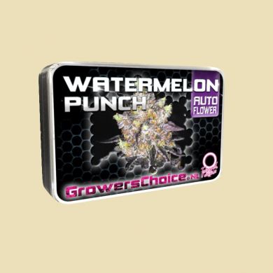 Watermelon Punch (Autoflower)