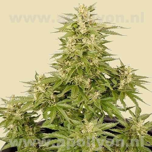 Royal Critical Automatic (Royal Queen Seeds) Autoflowering