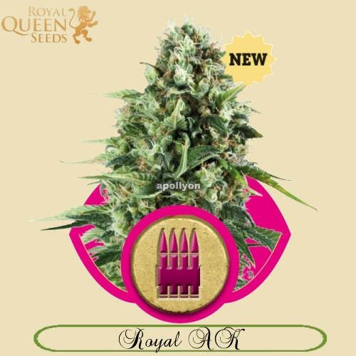 Fruit Spirit 🍇 Semi di Cannabis - Royal Queen Seeds